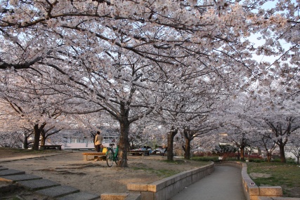 お花見三昧の週末 茨木桜名所10選 My Favorite Things
