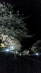 お花の生けこみ　と　夜桜三昧(山中渓)　(^^♪_e0156650_028376.jpg