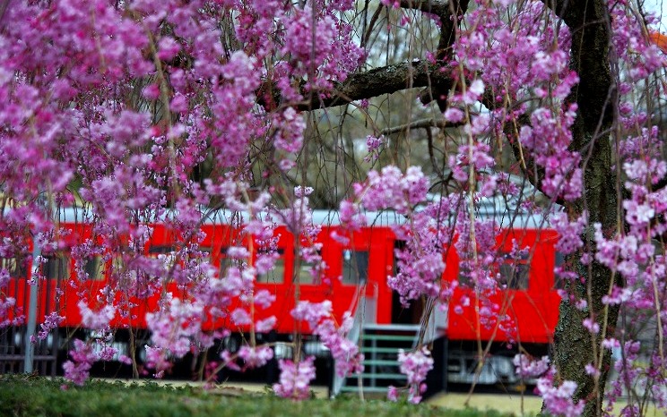 鞍ヶ池公園の桜_f0207754_1926301.jpg