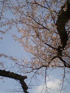 2010.4.4日曜日_f0220354_83027.jpg