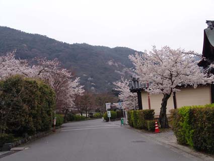 お花見　中の島公園_a0090855_16435685.jpg