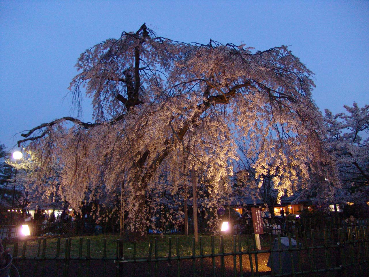 お花見　中の島公園_a0090855_1901344.jpg