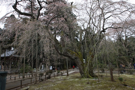 桜 さくら_a0157159_005899.jpg