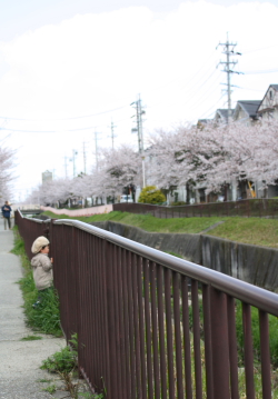 私の見た桜-2010_c0173559_16192630.jpg