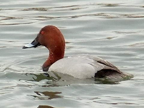 b0165760_2022954.jpg