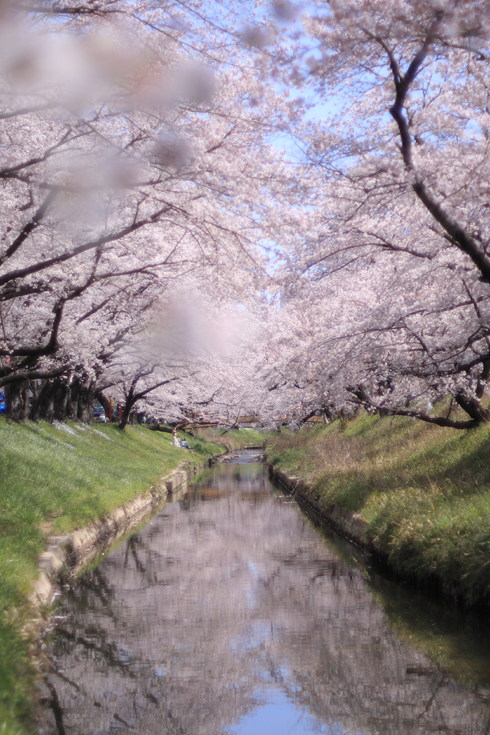 2010桜まつり　その4_d0148060_1953453.jpg