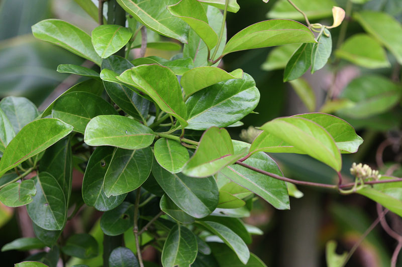 ホウライカガミ Parsonia Laevigata 鳥平の自然だより 植物編