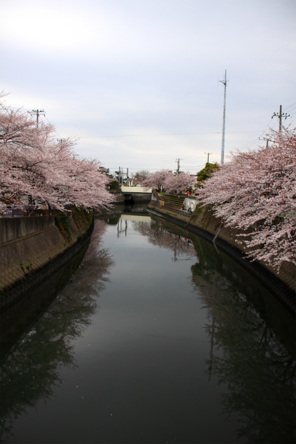 ご近所川沿いソメイヨシノは・・８分咲き～満開かな♪_d0152261_9381852.jpg
