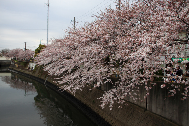 ご近所川沿いソメイヨシノは・・８分咲き～満開かな♪_d0152261_9404535.jpg