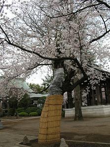 おひとりさまの花見 その二_f0139963_7122096.jpg