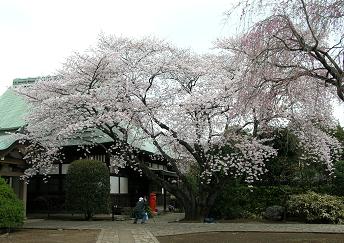 おひとりさまの花見 その二_f0139963_7144975.jpg