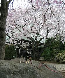 おひとりさまの花見 その二_f0139963_7205869.jpg