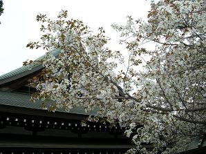 おひとりさまの花見 その二_f0139963_7235149.jpg