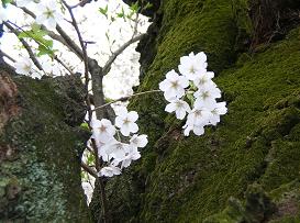 おひとりさまの花見 その二_f0139963_7243780.jpg