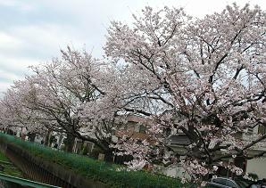 おひとりさまの花見 その二_f0139963_7245.jpg