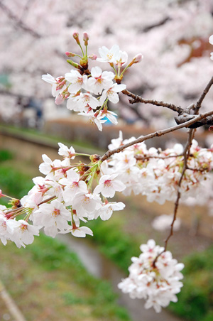 満開の桜散歩_f0177964_1825387.jpg