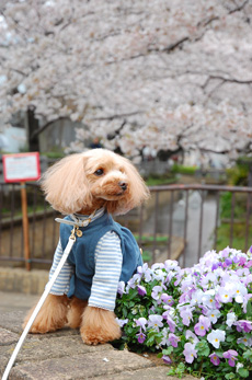 満開の桜散歩_f0177964_18301816.jpg