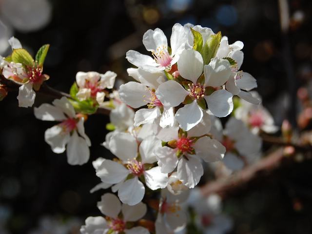 山桜桃 ユスラウメ 新 四季の花
