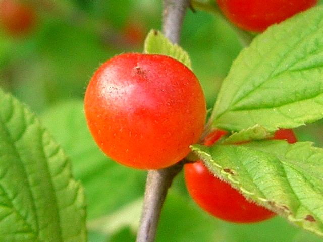 山桜桃 ユスラウメ 新 四季の花