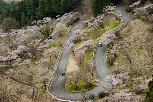 高森の桜          H22.04.05　曇り/晴れ_b0038868_17425690.jpg