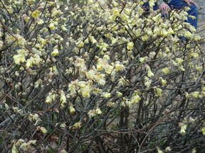 春に出会った植物(馬見丘陵公園）_f0215268_23165220.jpg