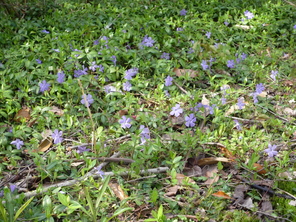 春に出会った植物(馬見丘陵公園）_f0215268_23301833.jpg