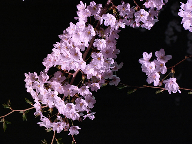 b0006870_0474533.jpg
