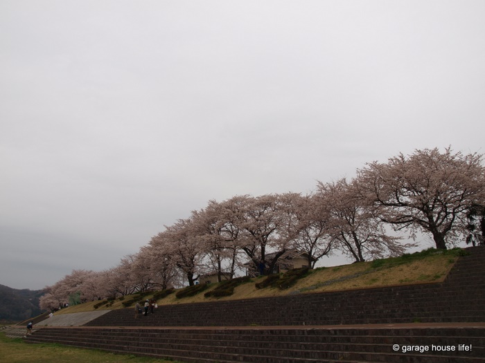 桜撮り！　しかし天気が・・・。(>_<)_b0105871_029687.jpg