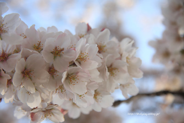 今年の桜_b0130271_22222866.jpg