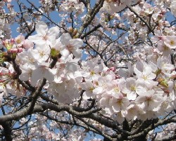 清水公園、桜まつり_d0048472_23543571.jpg