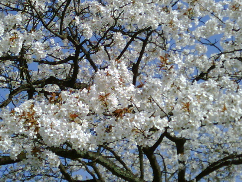 京都：元離宮二条城_b0034574_1457140.jpg