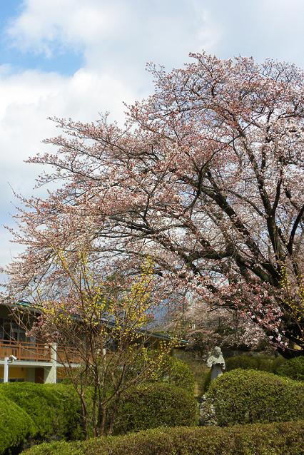 4/4 北巨摩北部の桜_f0220774_9315988.jpg