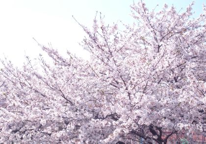 b0177078_13155010.jpg