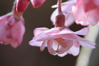 浄専寺のしだれ桜_c0152779_1416818.jpg