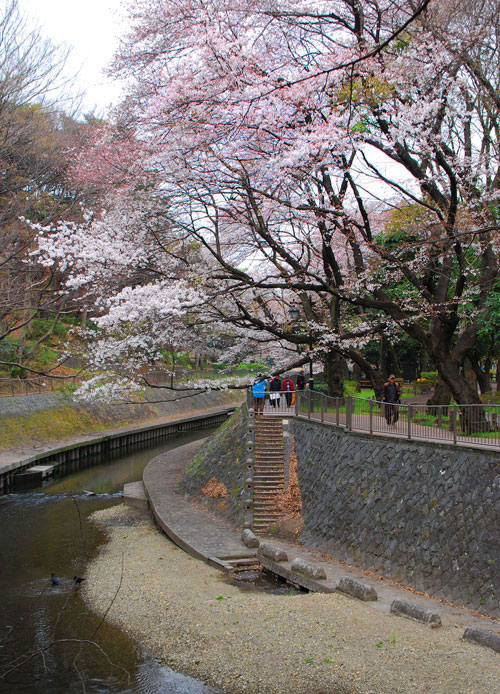 「花風景」2010桜・和田堀公園_c0009981_4391155.jpg