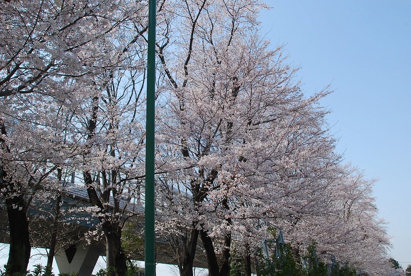 与野公園の桜_c0187781_10454010.jpg