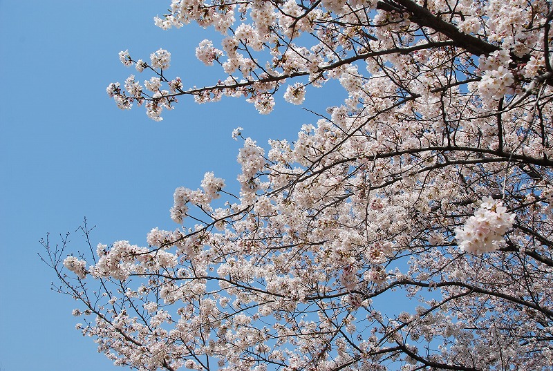 与野公園の桜_c0187781_10504085.jpg