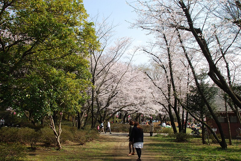 与野公園の桜_c0187781_10513265.jpg