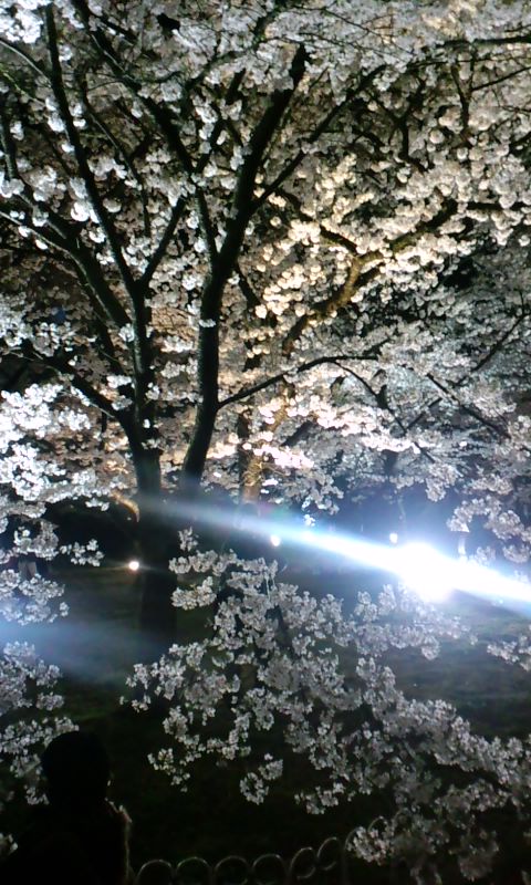 夜桜三昧。_d0113681_16363654.jpg