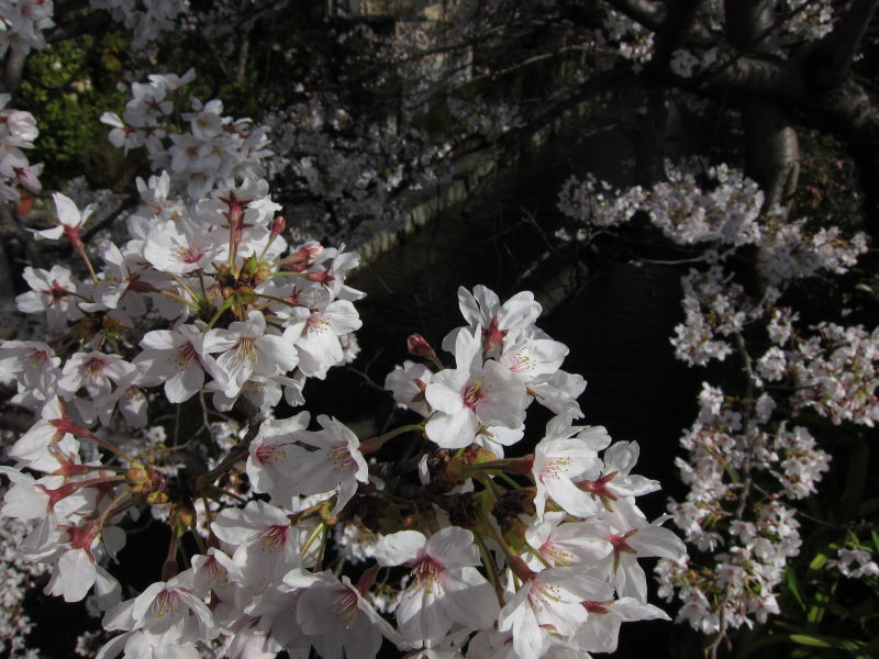 桜づくしの週末_e0138081_7181519.jpg