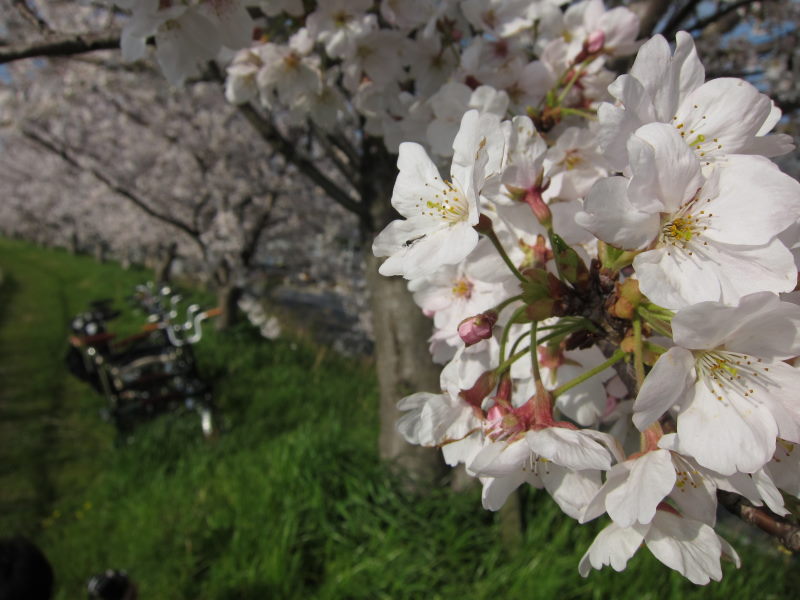 桜づくしの週末_e0138081_794638.jpg