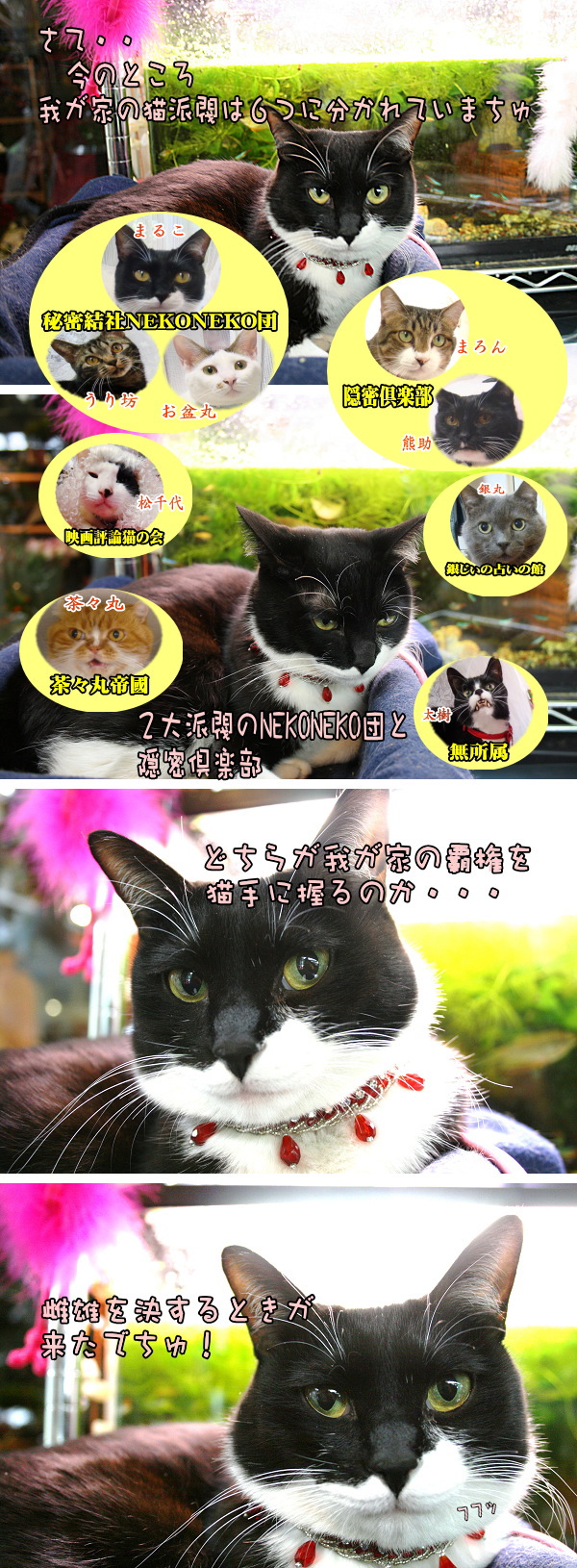 猫漫画　覇権を猫手に握るでちゅ_e0146584_23471289.jpg