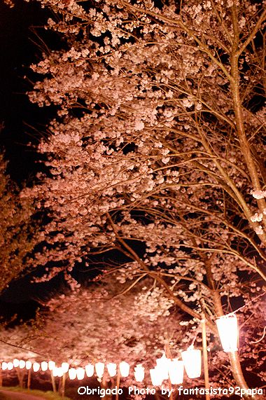 夜の桜_c0156086_21324976.jpg