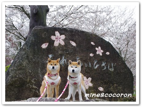 桜ださくら~_a0053987_2241413.jpg