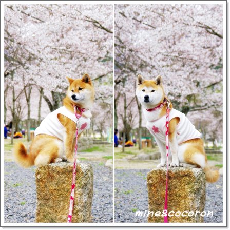 桜ださくら~_a0053987_22415785.jpg