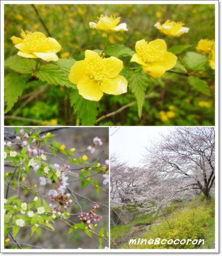 桜ださくら~_a0053987_22472168.jpg