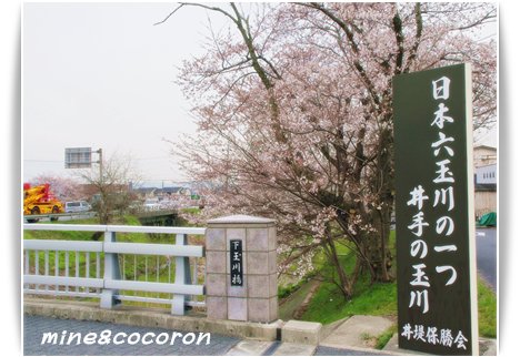 桜ださくら~_a0053987_22483368.jpg