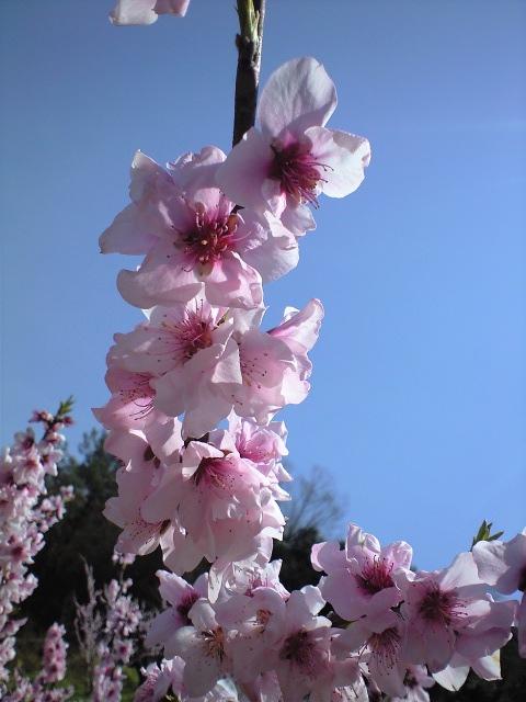 桜とレンゲの花の咲く沿線 in 貴志川 2010.4.4_c0046587_2149341.jpg