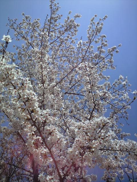 桜とレンゲの花の咲く沿線 in 貴志川 2010.4.4_c0046587_21502166.jpg