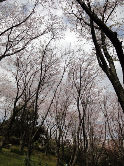 横浜市金沢区　桜_d0124587_1632252.jpg